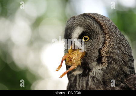 Großen grau-Eule, Strix Nebulosa, leptogrammica Stockfoto
