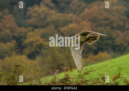 Gerfalke Girfalco Falco Rusticolus, Falconidae, Latium, Italien Stockfoto