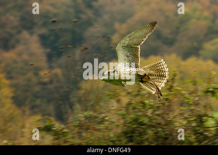 Gerfalke Girfalco Falco Rusticolus, Falconidae, Latium, Italien Stockfoto