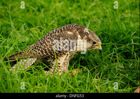 Gerfalke Girfalco Falco Rusticolus, Falconidae, Latium, Italien Stockfoto