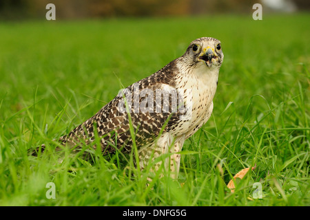 Gerfalke Girfalco Falco Rusticolus, Falconidae, Latium, Italien Stockfoto