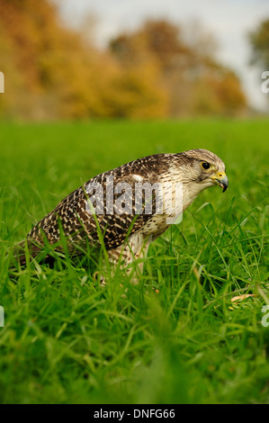 Gerfalke Girfalco Falco Rusticolus, Falconidae, Latium, Italien Stockfoto