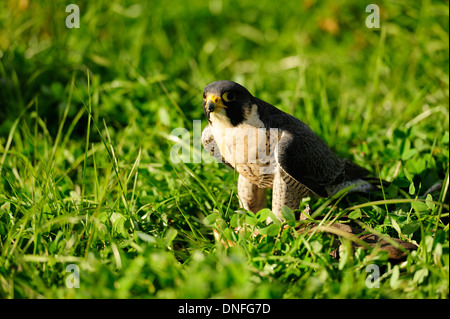 Gerfalke Girfalco Falco Rusticolus, Falconidae, Latium, Italien Stockfoto