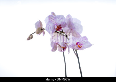 schöne Orchideen Stängel auf weißem Hintergrund. Studio gedreht Stockfoto