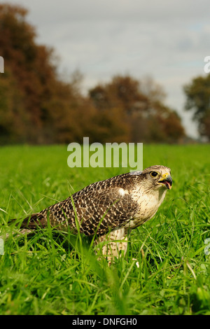 Gerfalke Girfalco Falco Rusticolus, Falconidae, Latium, Italien Stockfoto