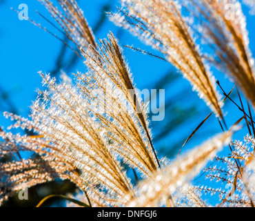 blühender Schilf closeup Stockfoto