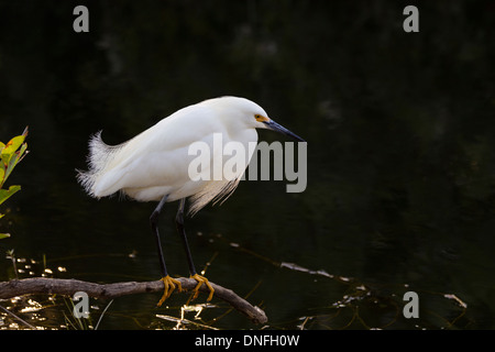 Snowy Reiher warten auf Fisch Stockfoto