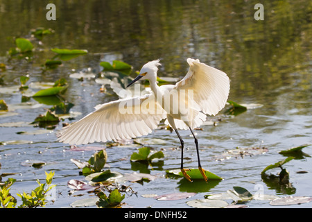 Snowy Egret Landung im Wasser mit ausgestreckten Flügeln Stockfoto