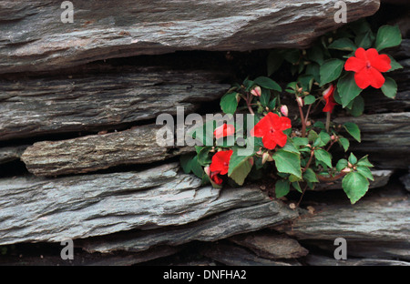Weißen Petunien wachsen in Schiefer Felswand West Virginia, Petunien, Blume, Stockfoto