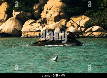 Die schöne chinesische weiße Delfine schwimmen im offenen Meer nördlich von Lantau Island in Hongkong Stockfoto