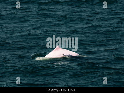 Die schöne chinesische weiße Delfine schwimmen im offenen Meer nördlich von Lantau Island in Hongkong Stockfoto