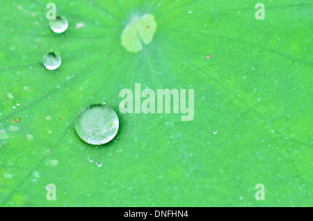 Wassertropfen auf einem Lotusblatt Stockfoto