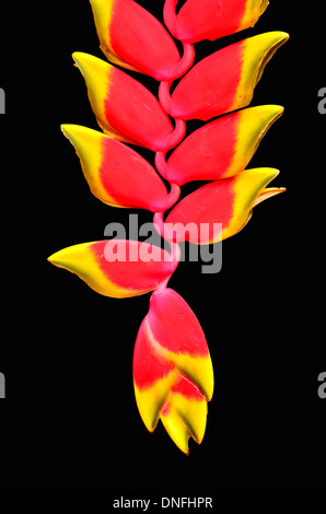 Heliconia Blume isoliert auf schwarzem Hintergrund Stockfoto