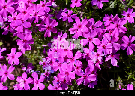 Kleine rosa Frühling Blumen Closeup Foto. Spring Garden Stockfoto