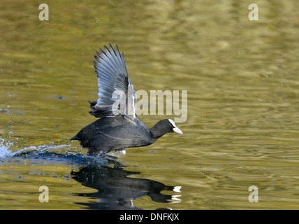 Blässhuhn - Fulica Atra - Erwachsenen im Flug Stockfoto