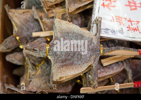 Asien, Hong Kong, Gecko, traditionelle chinesische Medizin Stockfoto