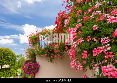 Pelargonium Peltatum, gemeinsamen Namen Efeublatt Geranie und kaskadierende Geranie / / Pelargonium Peltatum, Ou Geranie des Balcons Stockfoto