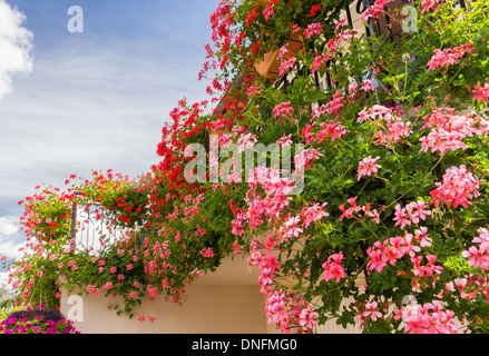 Pelargonium Peltatum, gemeinsamen Namen Efeublatt Geranie und kaskadierende Geranie / / Pelargonium Peltatum, Ou Geranie des Balcons Stockfoto