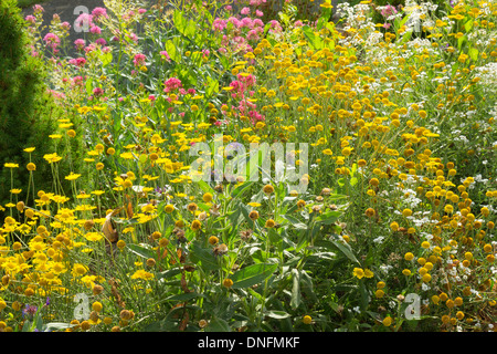 Ringelblume Mais oder Mais Daisy, Glebionis Segetum (SY Chrysanthemum Segetum) und Centranthus Ruber in einem Garten Stockfoto