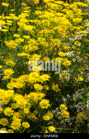 Ringelblume Mais oder Mais Gänseblümchen, Glebionis Segetum (SY Chrysanthemum Segetum) in einem Garten / / Chrysanthèmes des Moissons Stockfoto