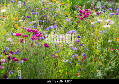 Kornblume, Centaurea Cyanus, in einem Garten Stockfoto