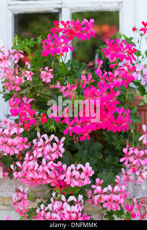 Pelargonium Peltatum, gemeinsamen Namen Efeublatt Geranie und kaskadierende Geranie / / Pelargonium Peltatum, Ou Geranie des Balcons Stockfoto