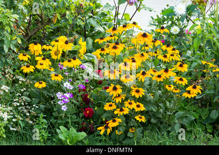 Rudbeckia, Dahlie, Petunia Stockfoto