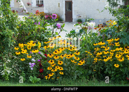 Rudbeckia, Dahlie, Petunia Stockfoto