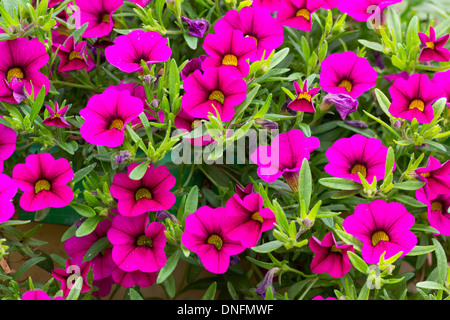 Petunie 'Brillant Pink Bouquet' = Calibrachoa 'Million Bells Blumenstrauß Brilliant Pink' = Surfinia ' Million Bells... Stockfoto
