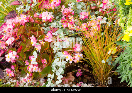 Begonien (Begonia X Semperflorens), Lakritze (Helichrysum Petiolare) und Carex testacea Stockfoto