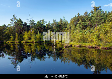 Pietzmoor / Pietz-Moor, Teich aus alten Torf Stecklinge im Marschland, Schneverdingen, Lüneburg Heath / Lunenburg Heide, Deutschland Stockfoto