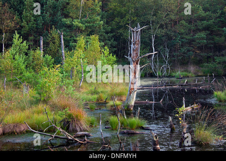 Pietzmoor / Pietz-Moor, Teich aus alten Torf Stecklinge im Marschland, Schneverdingen, Lüneburg Heath / Lunenburg Heide, Deutschland Stockfoto