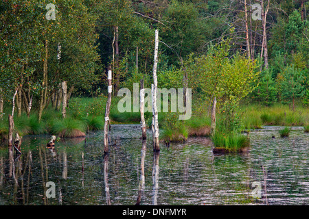 Pietzmoor / Pietz-Moor, Teich aus alten Torf Stecklinge im Marschland, Schneverdingen, Lüneburg Heath / Lunenburg Heide, Deutschland Stockfoto