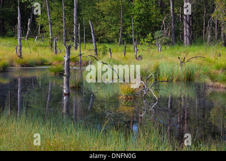 Pietzmoor / Pietz-Moor, Teich aus alten Torf Stecklinge im Marschland, Schneverdingen, Lüneburg Heath / Lunenburg Heide, Deutschland Stockfoto