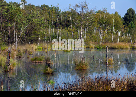 Pietzmoor / Pietz-Moor, Teich aus alten Torf Stecklinge im Marschland, Schneverdingen, Lüneburg Heath / Lunenburg Heide, Deutschland Stockfoto