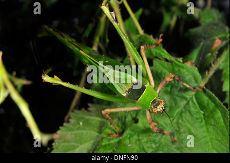 Malaysische Blatt Grashuepfer (Ancylecha Fenestrata), Ortoptera, Asien Stockfoto