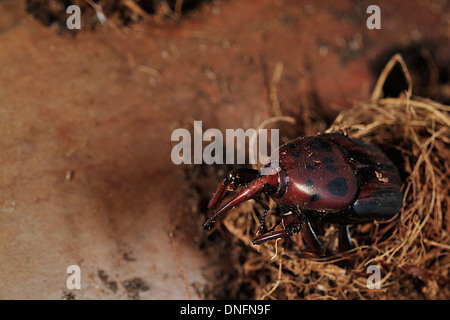 Palmrüssler, Rhynchophorus Ferrugineus, Coleoptera Curculionidae, Lazio, Italien Stockfoto