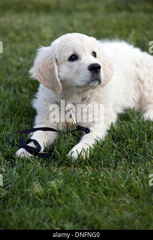 Platin farbige Golden Retriever Welpen (8 Wochen) in der Wiese liegend Stockfoto