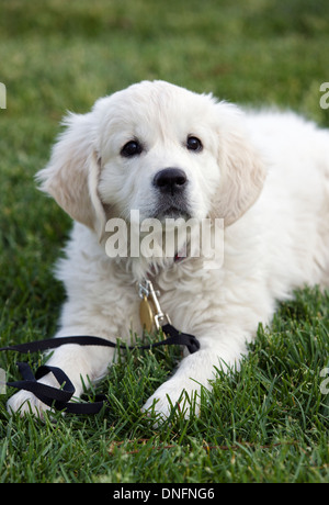 Platin farbige Golden Retriever Welpen (8 Wochen) in der Wiese liegend Stockfoto