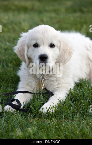 Platin farbige Golden Retriever Welpen (8 Wochen) in der Wiese liegend Stockfoto