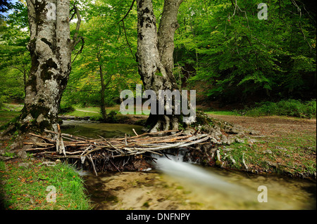 Fiumata, Aniene Flüsse Bäche, Filettino, Frosinone, Lazio, Italien Stockfoto