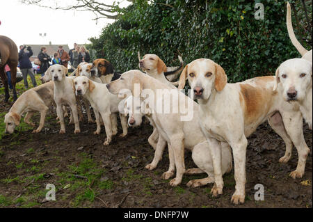 Oakham, Rutland, UK. 26. Dezember 2013. Jagdhunden in Cottesmore Hunt es traditionellen Boxing Day treffen. Bildnachweis: Nico Morgan/Alamy Live-Nachrichten Stockfoto