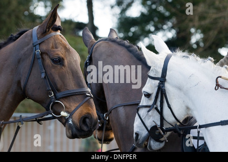 Traditionellen Boxing Day treffen sich bei Upton Haus Warwickshire, England Stockfoto