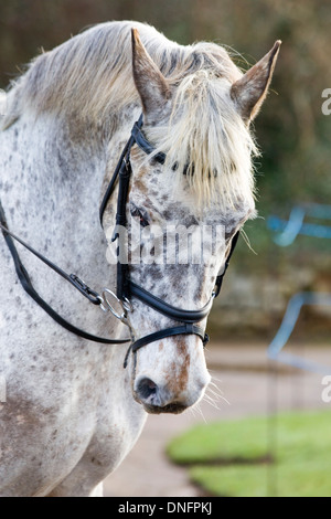 Traditionellen Boxing Day treffen sich bei Upton Haus Warwickshire, England Stockfoto