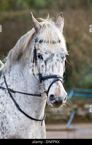 Traditionellen Boxing Day treffen sich bei Upton Haus Warwickshire, England Stockfoto