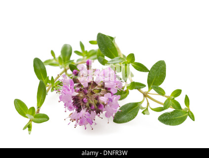 Thymian-Blüten, aromatische Kräuter in voller Blüte Stockfoto