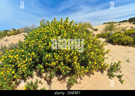 blühenden Busch in Piscinas-Dünen, Süd-West Sardinien, Italien Stockfoto