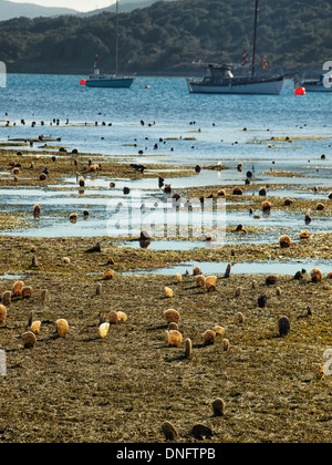 Pen Shell Muscheln sind oberhalb der Meeresoberfläche während Ebbe in Osor, Insel Cres, Kroatien. Stockfoto