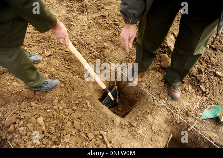 Zwei Mann, die Pflanzung eines Baumes in einem Loch Stockfoto