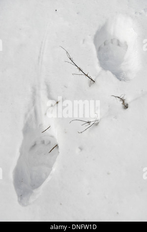 Großer Bärenspuren im frischen Pulverschnee Stockfoto